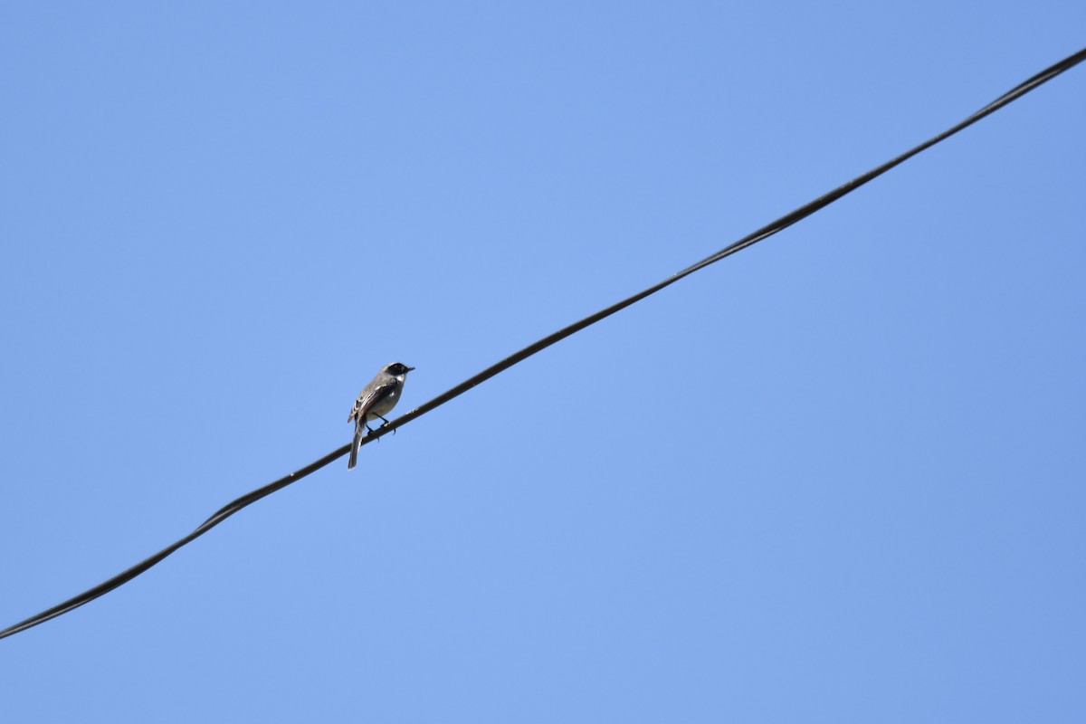 Gray Bushchat - Ian Hearn