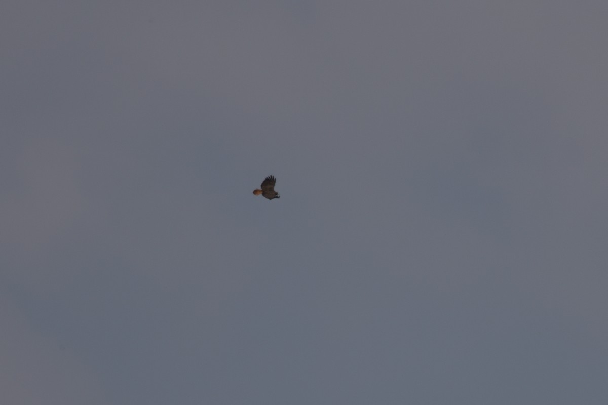 Red-tailed Hawk - German Garcia