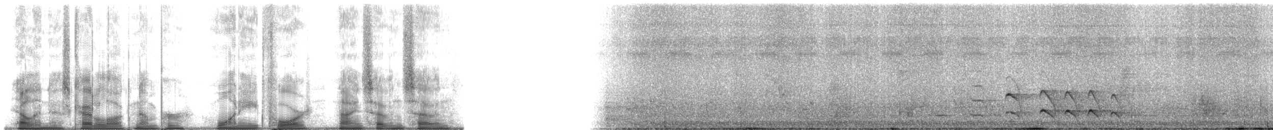 amazonvatretreløper (juruanus/polyzonus) - ML184977