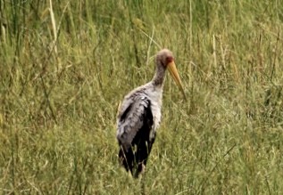 Tantale ibis - ML184978501
