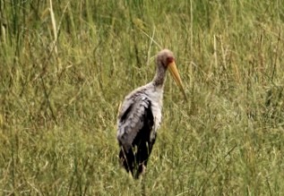 Yellow-billed Stork - ML184978501