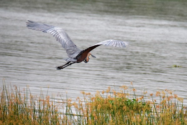 Goliath Heron - ML184978681