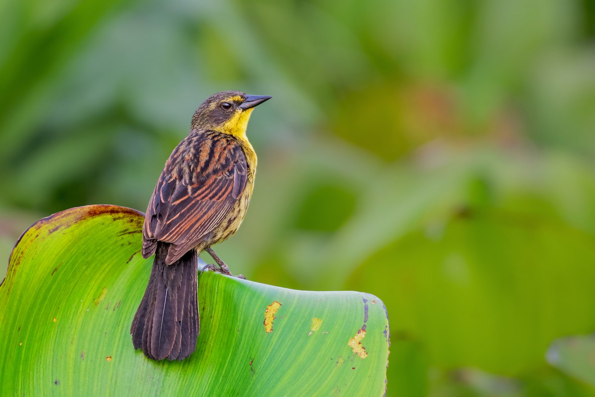 Unicolored Blackbird - Giovan Alex