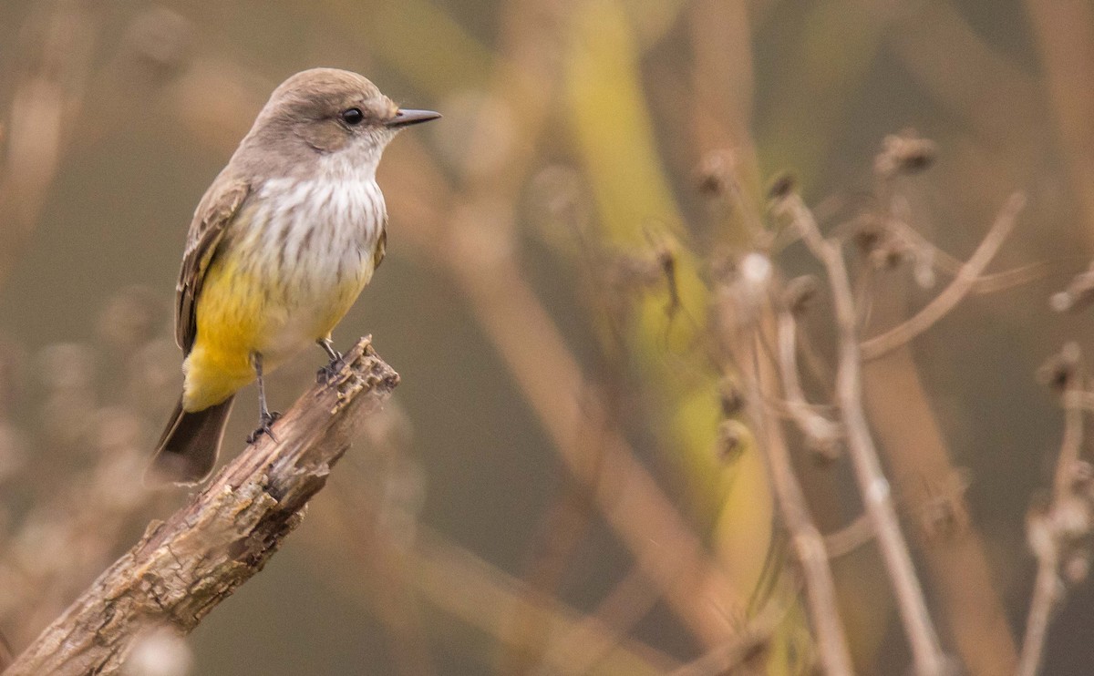 Vermilion Flycatcher - Ed Wransky