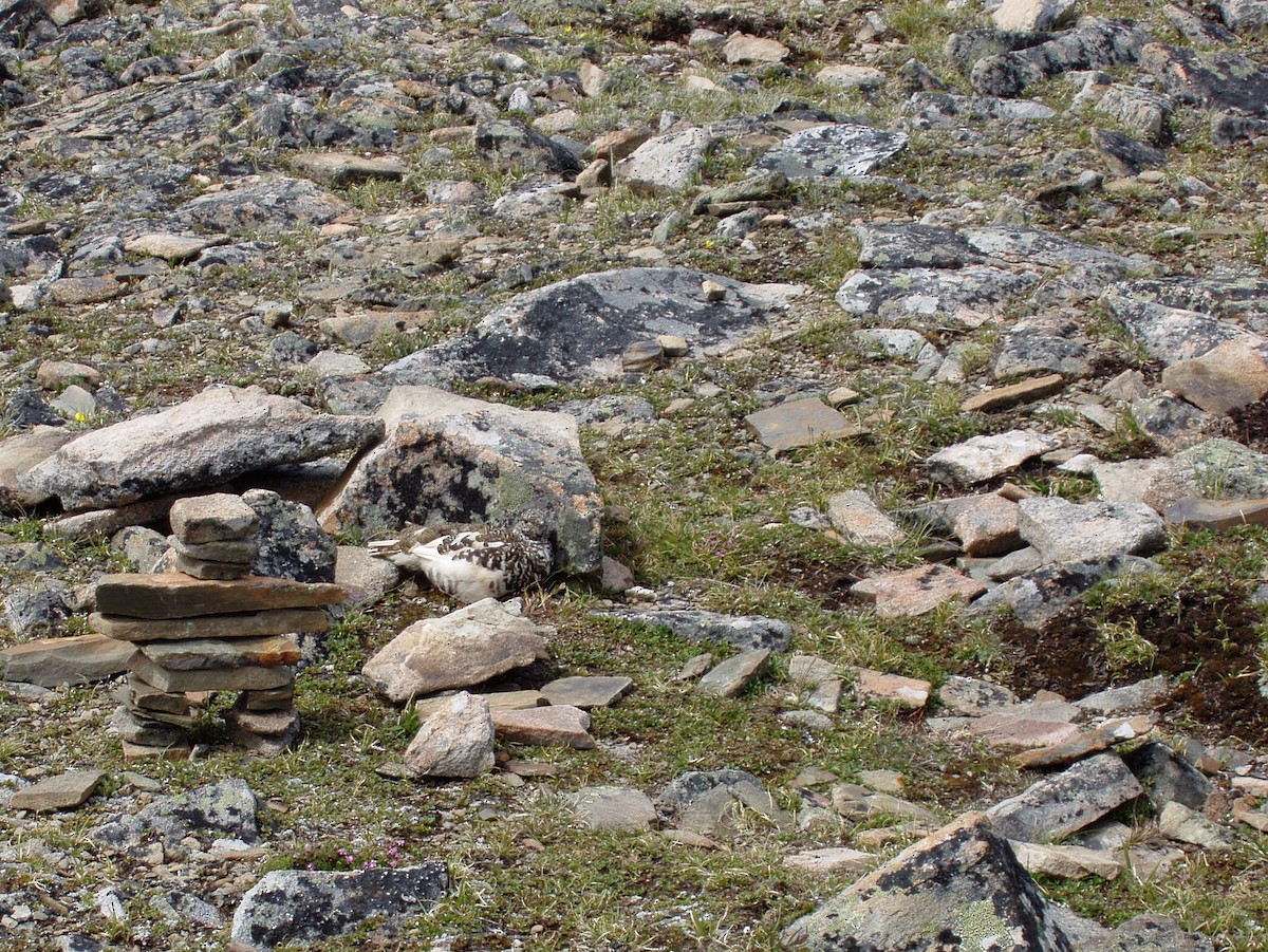 White-tailed Ptarmigan - ML184980471