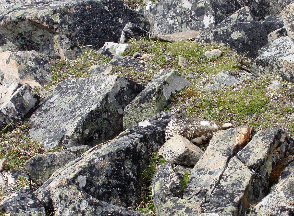 White-tailed Ptarmigan - ML184980501