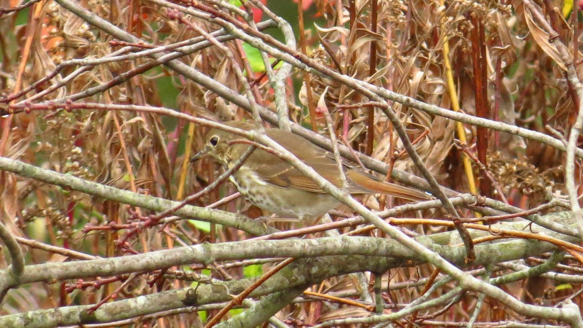 Hermit Thrush - ML184980561