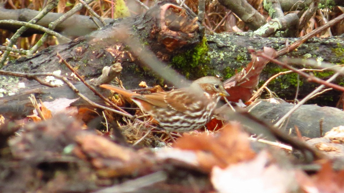 Fox Sparrow (Red) - ML184980611