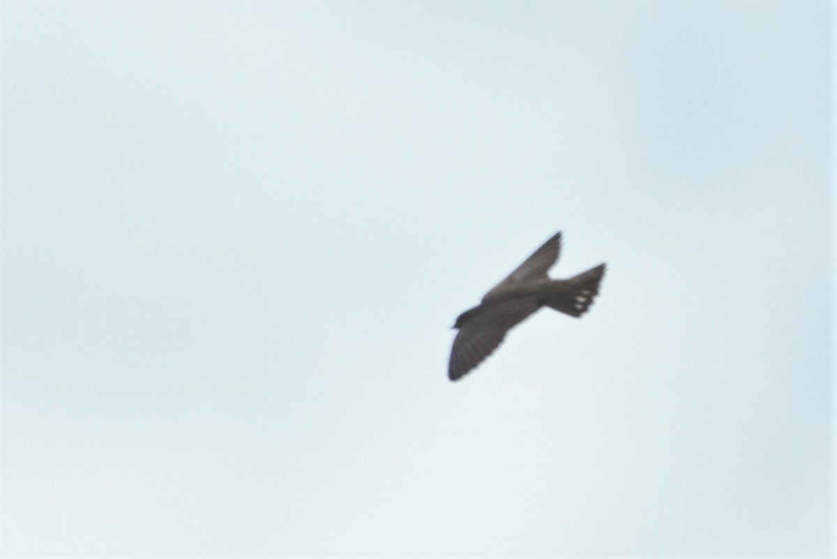 Dusky Crag-Martin - ML184981761