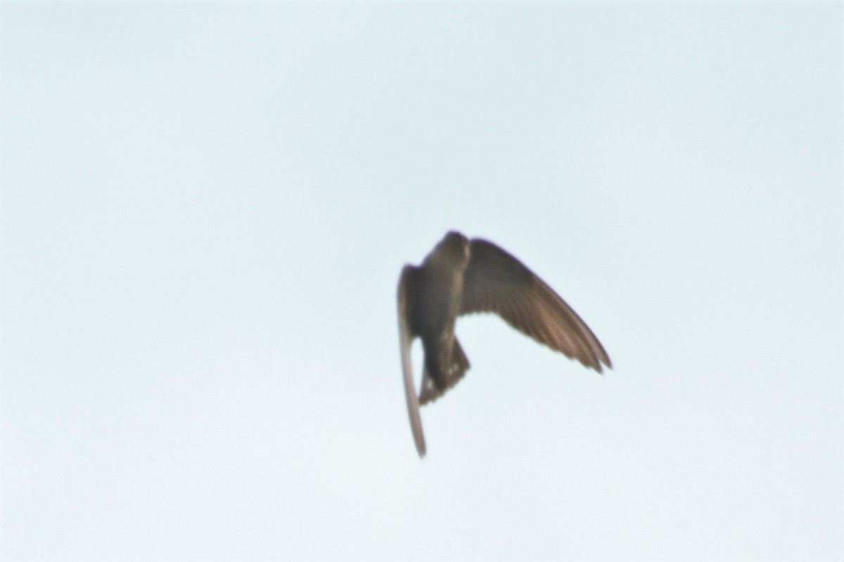 Dusky Crag-Martin - ML184981771