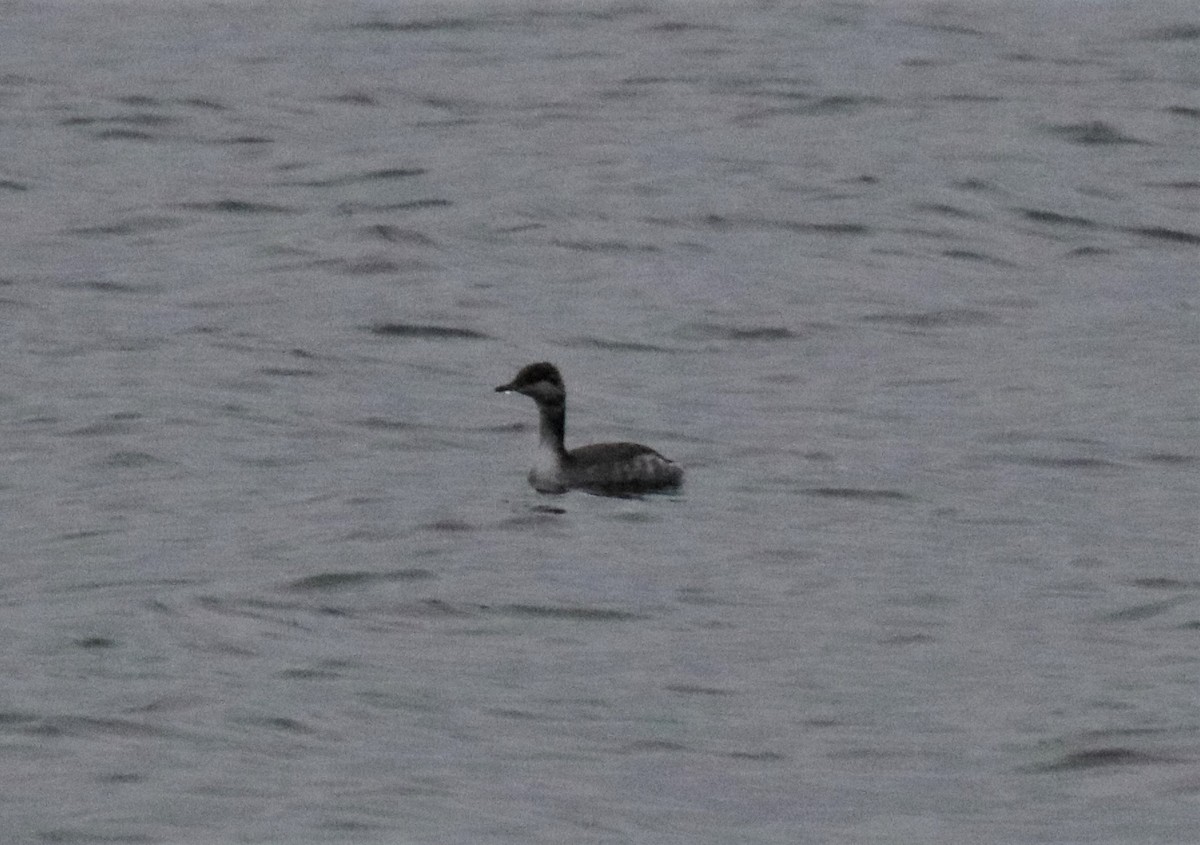 Horned Grebe - ML184982831