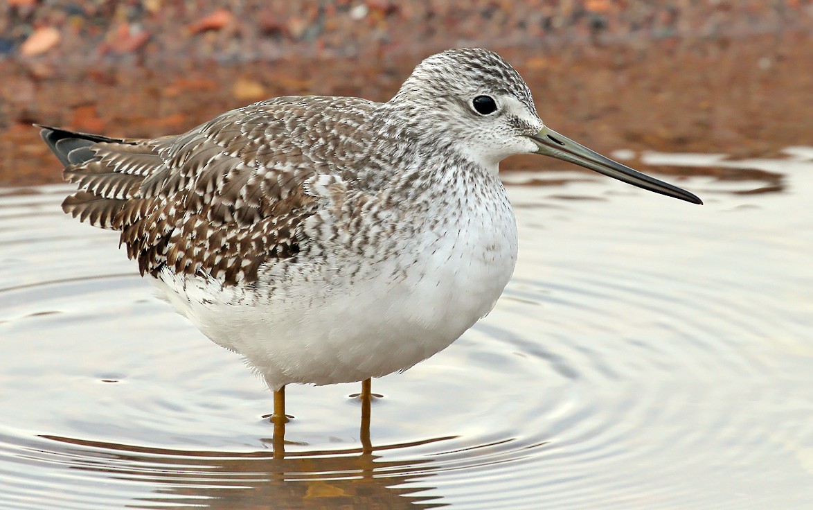 Greater Yellowlegs - ML184983571