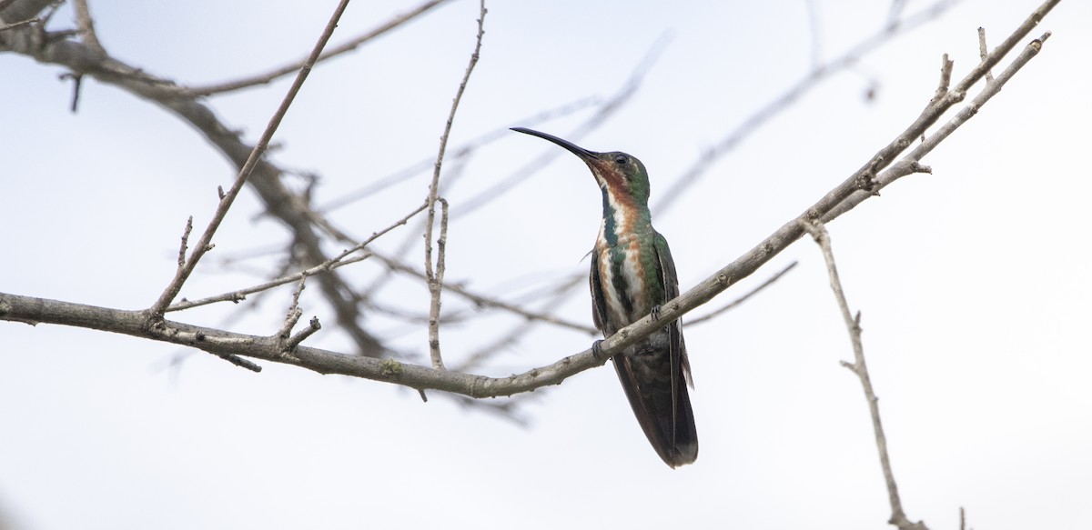kolibřík lesklý - ML184984011