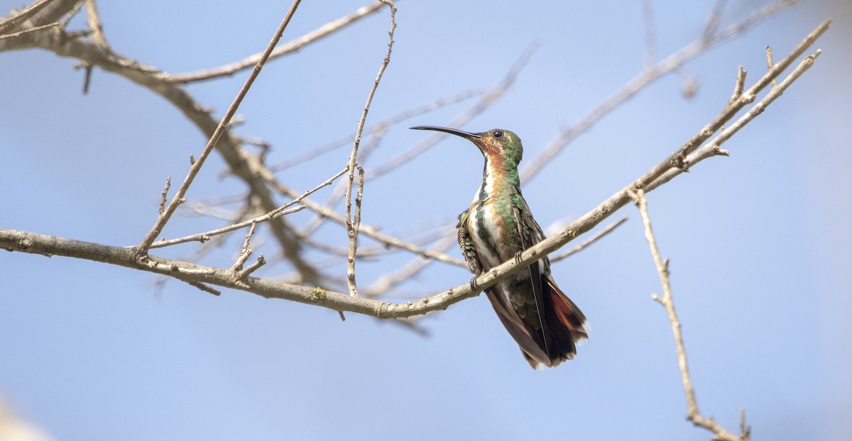 kolibřík lesklý - ML184984051