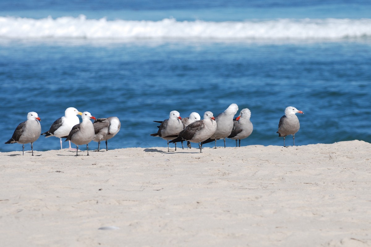 Heermann's Gull - ML184985461