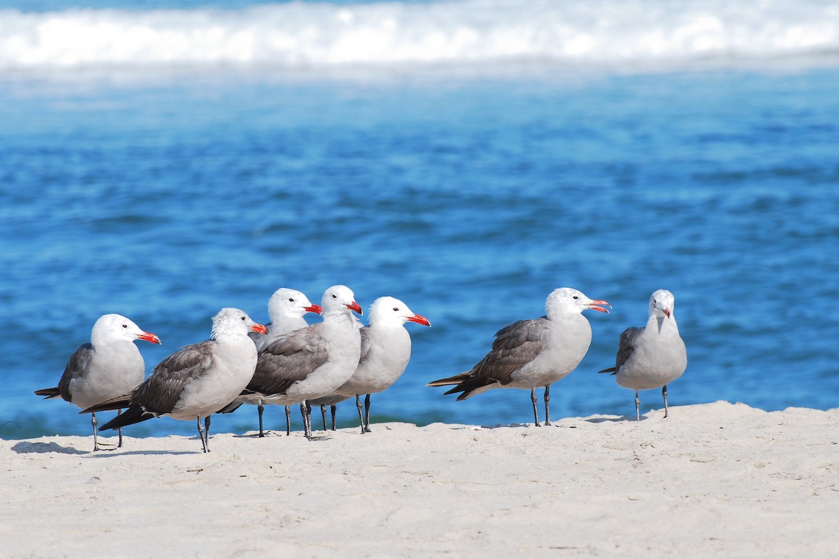 Heermann's Gull - ML184985471