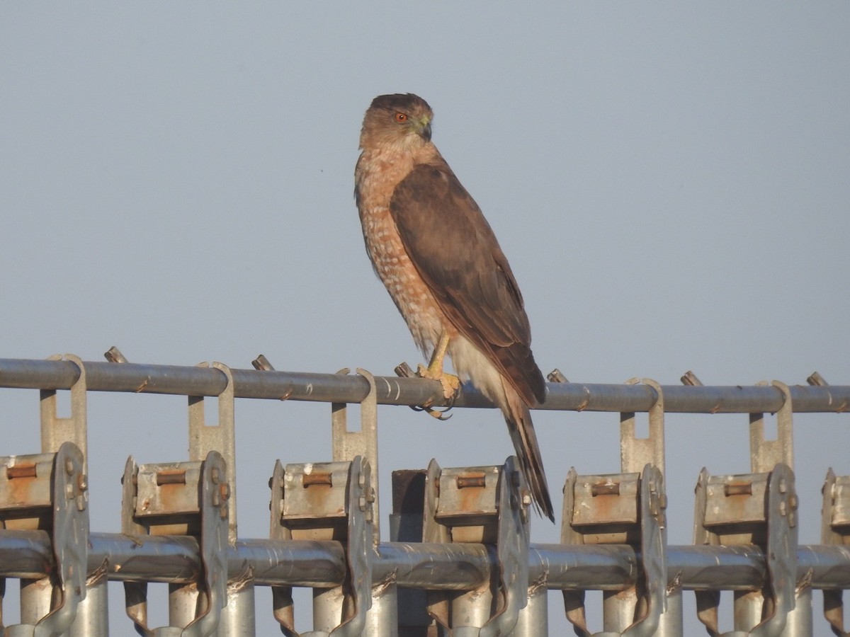 Cooper's Hawk - ML184988781