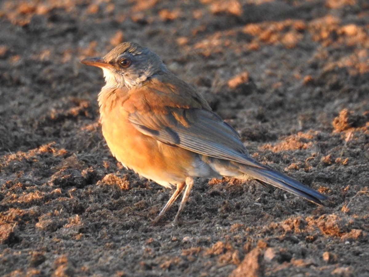 Rufous-backed Robin - Brian Johnson