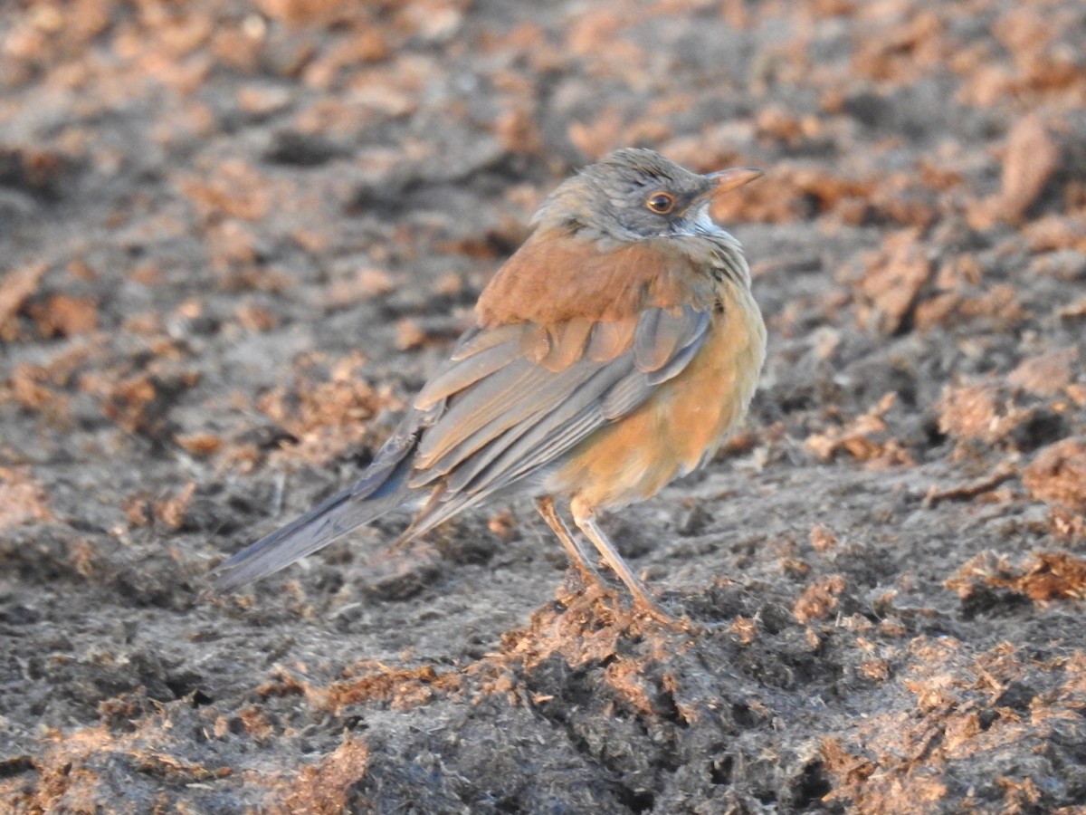 Rufous-backed Robin - ML184989151