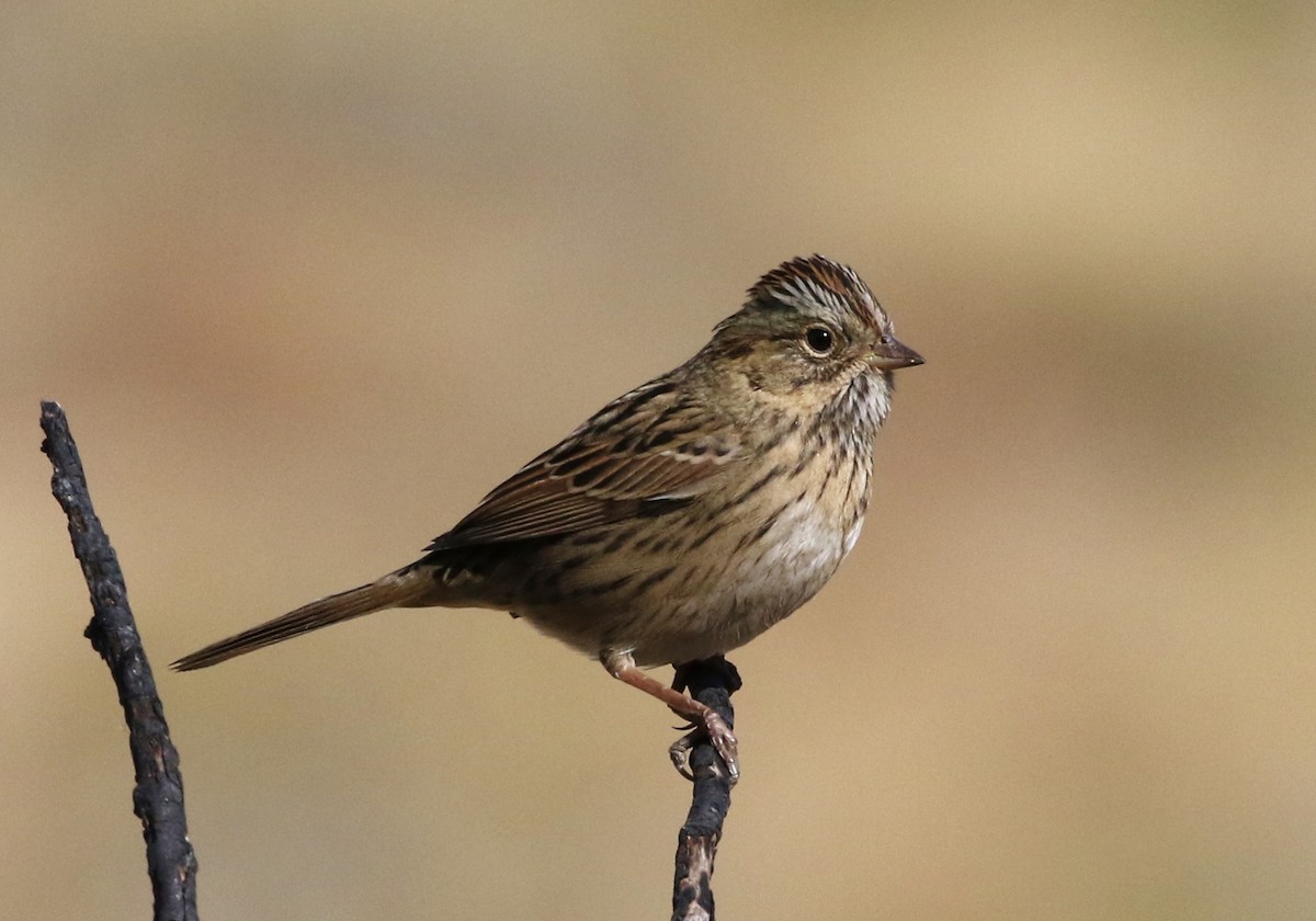 Lincoln's Sparrow - ML184993711