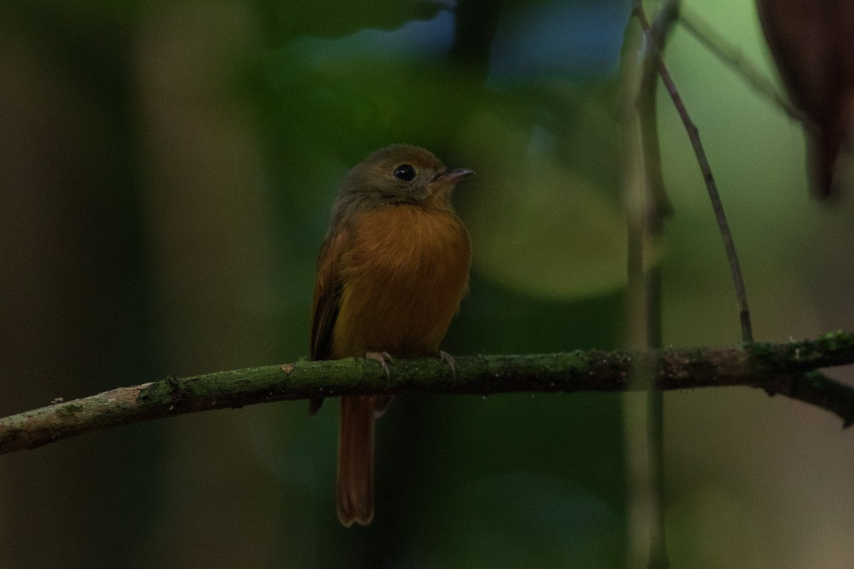 Ruddy-tailed Flycatcher - ML184994131