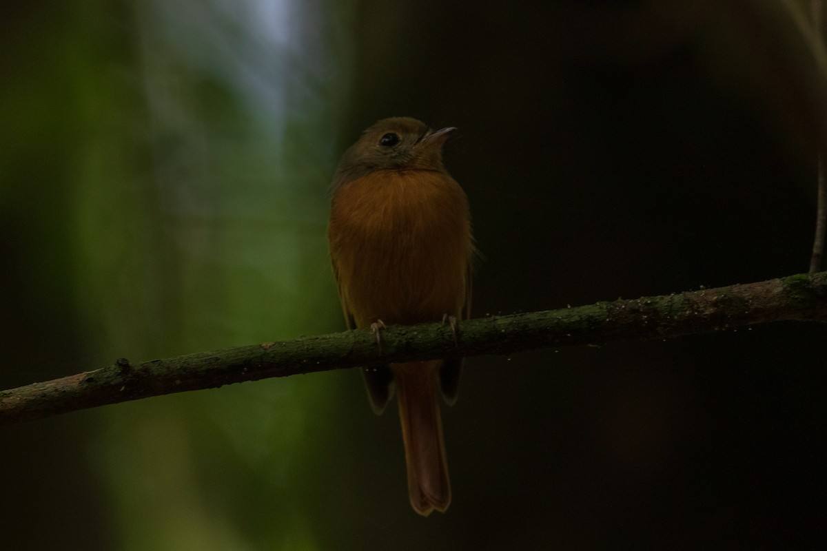 Ruddy-tailed Flycatcher - ML184994141