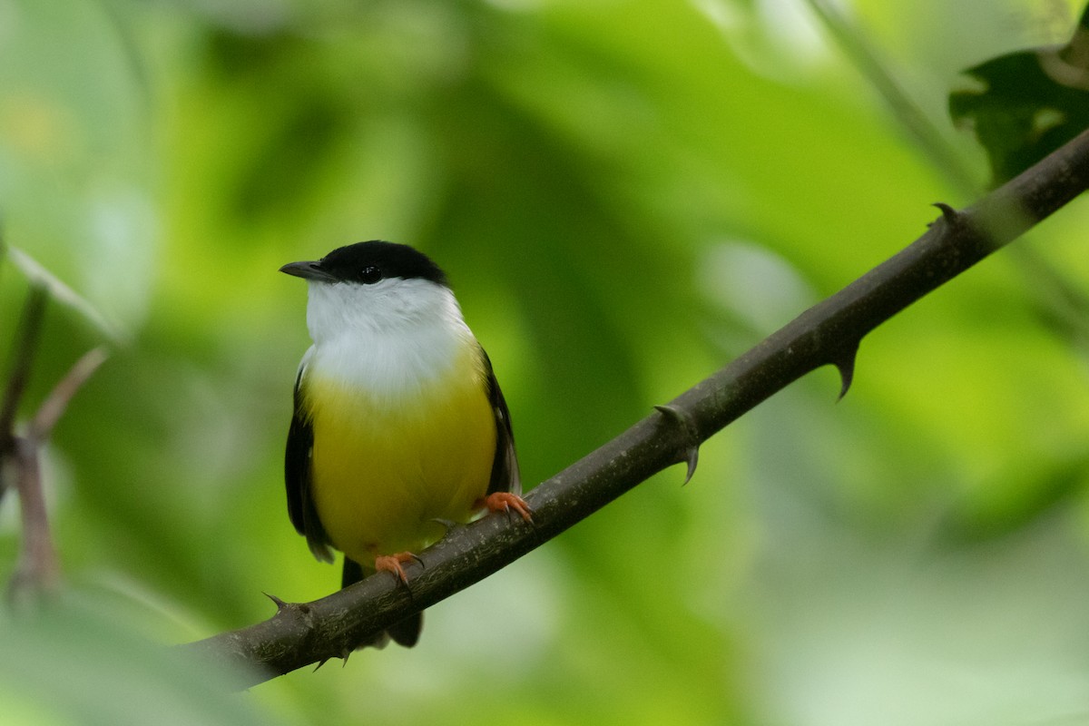 White-collared Manakin - ML184994511