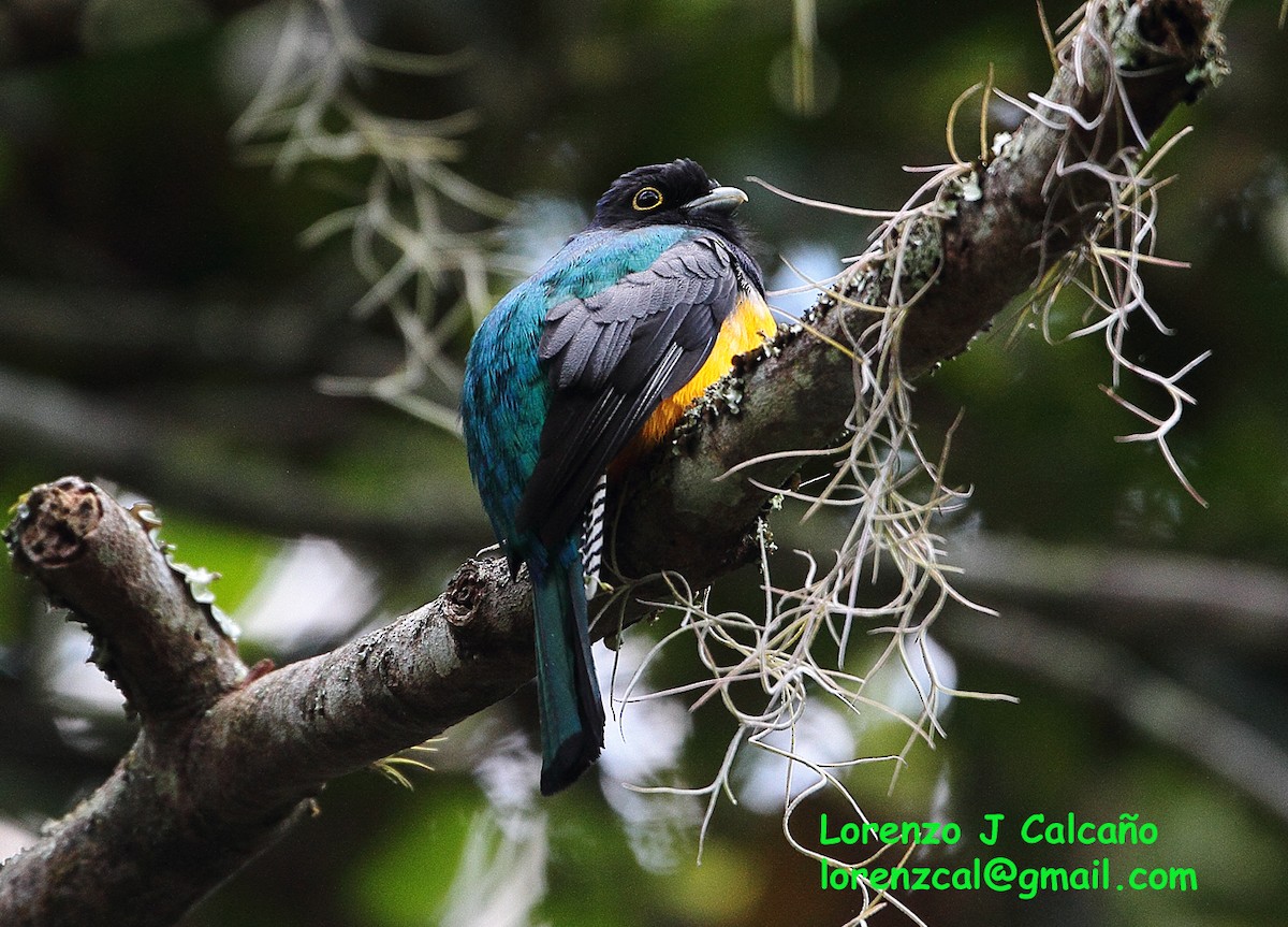 Gartered Trogon - ML184996501