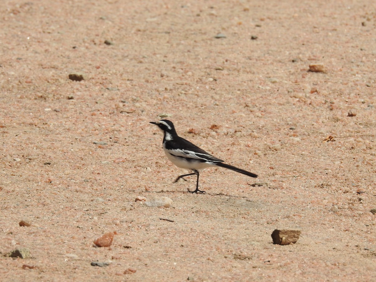 Lavandera Africana - ML184996581