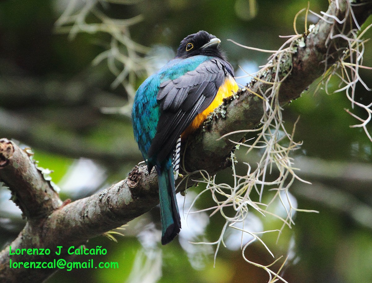 Gartered Trogon - ML184996601