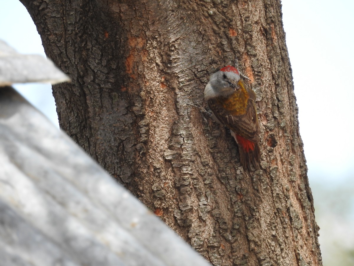 Mountain Gray Woodpecker - Dayani Chakravarthy