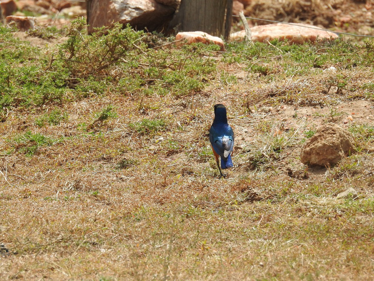 Superb Starling - ML184996851