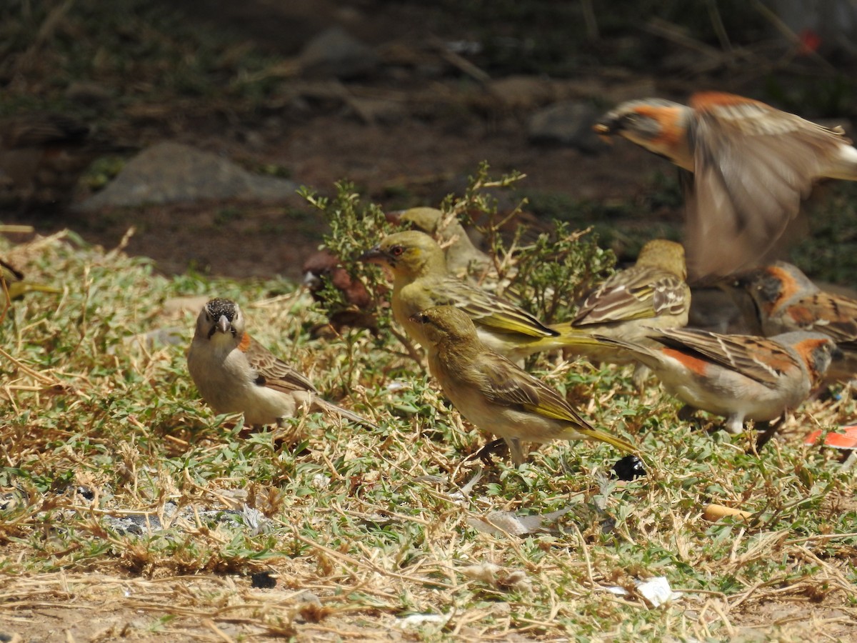 Chestnut Sparrow - Dayani Chakravarthy