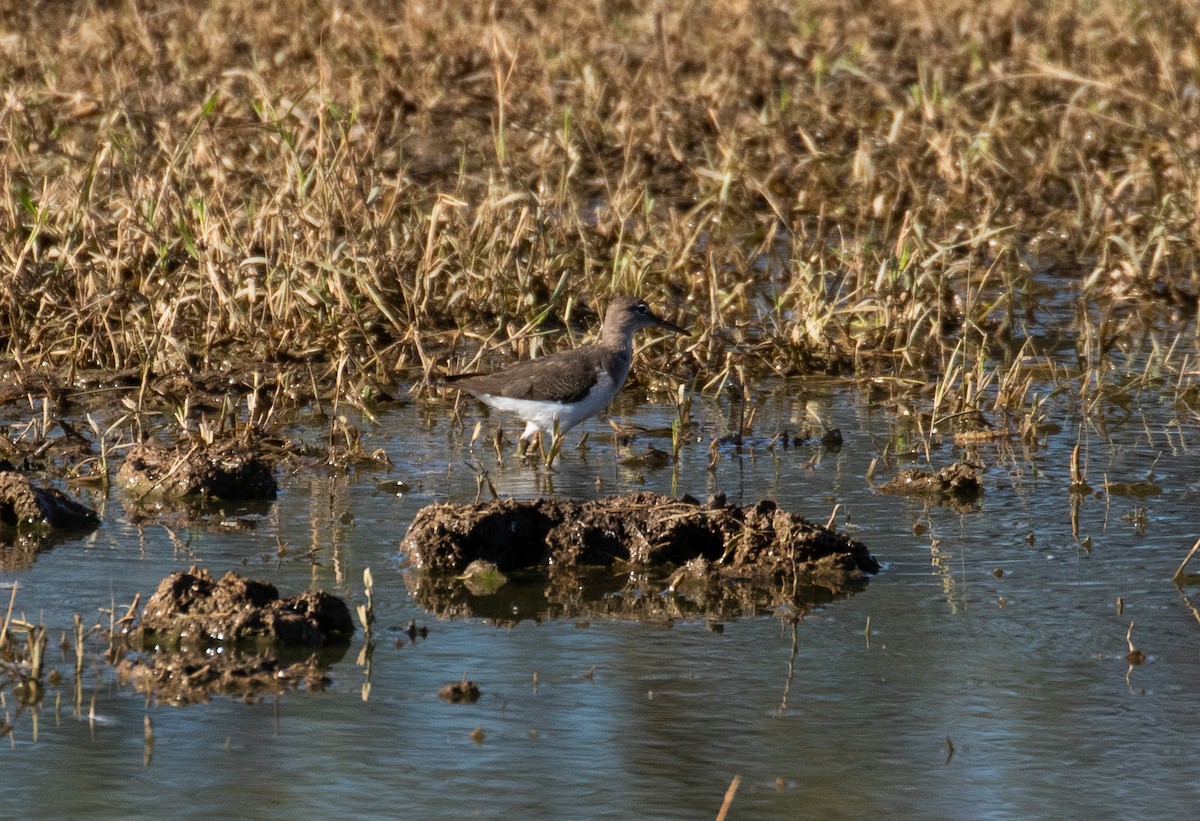 Spotted Sandpiper - ML184997701