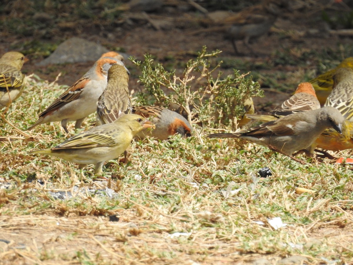 Parrot-billed Sparrow - Dayani Chakravarthy