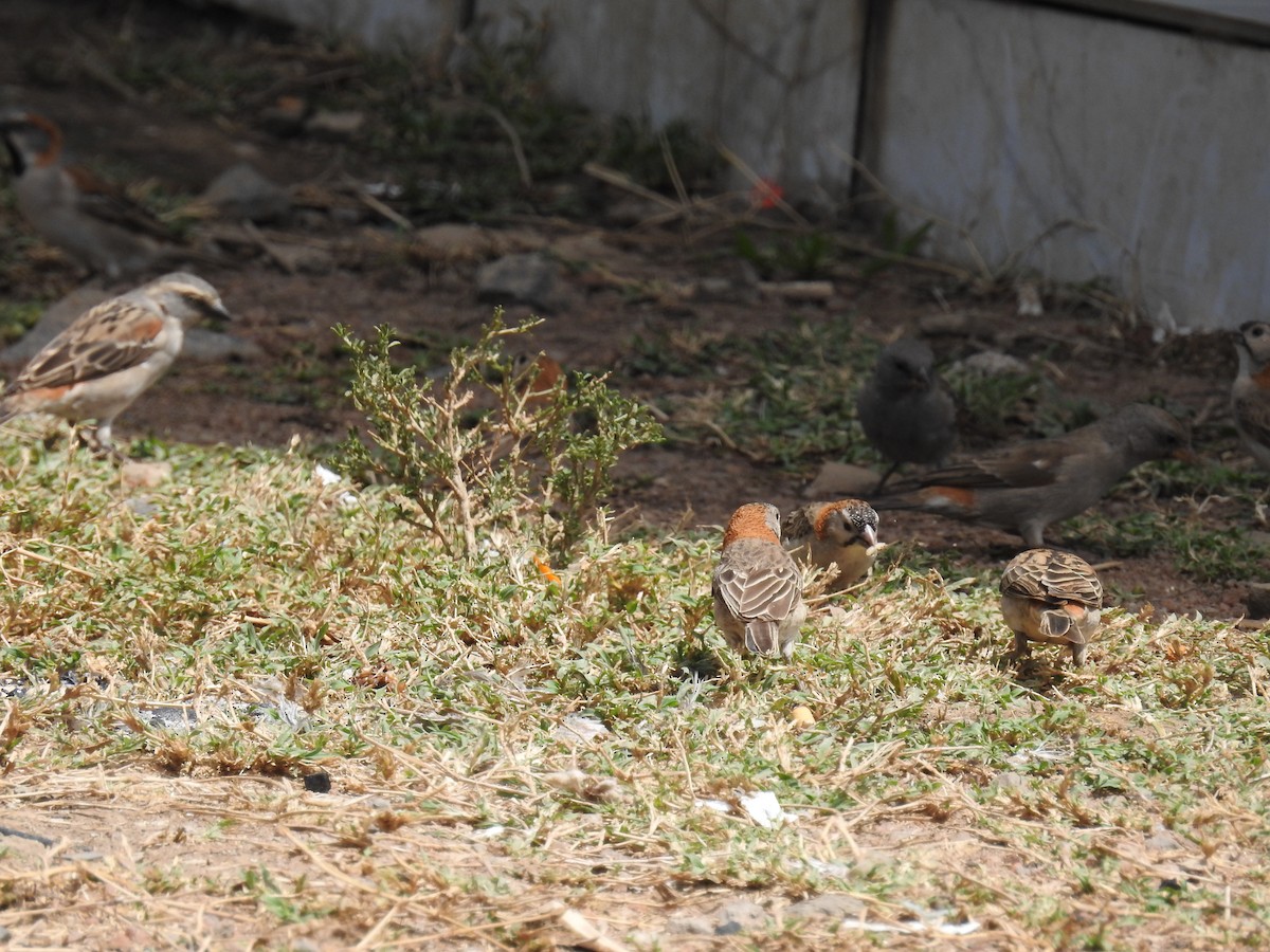 Kenya Rufous Sparrow - Dayani Chakravarthy