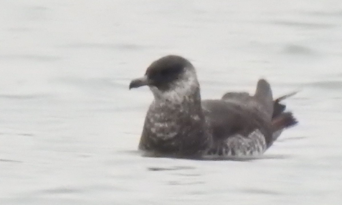 Pomarine Jaeger - Cynthia Norris