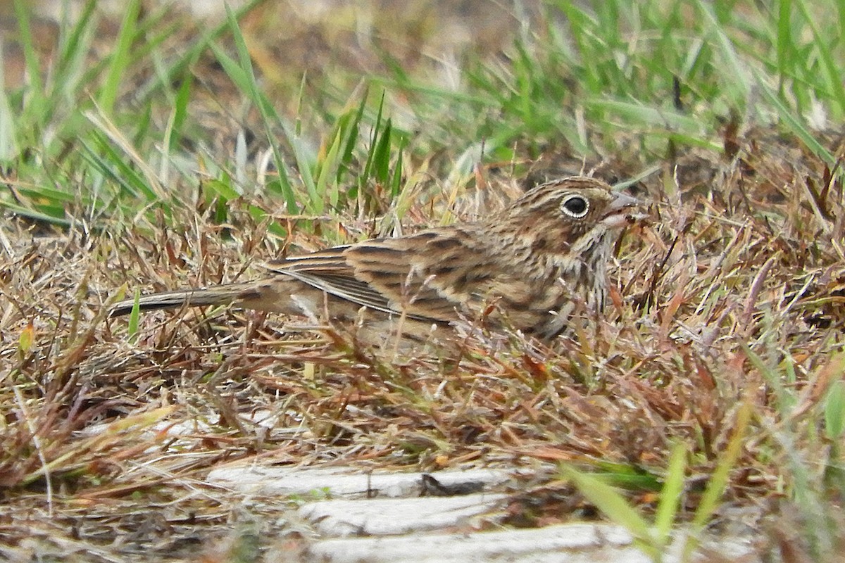 Vesper Sparrow - ML185000671