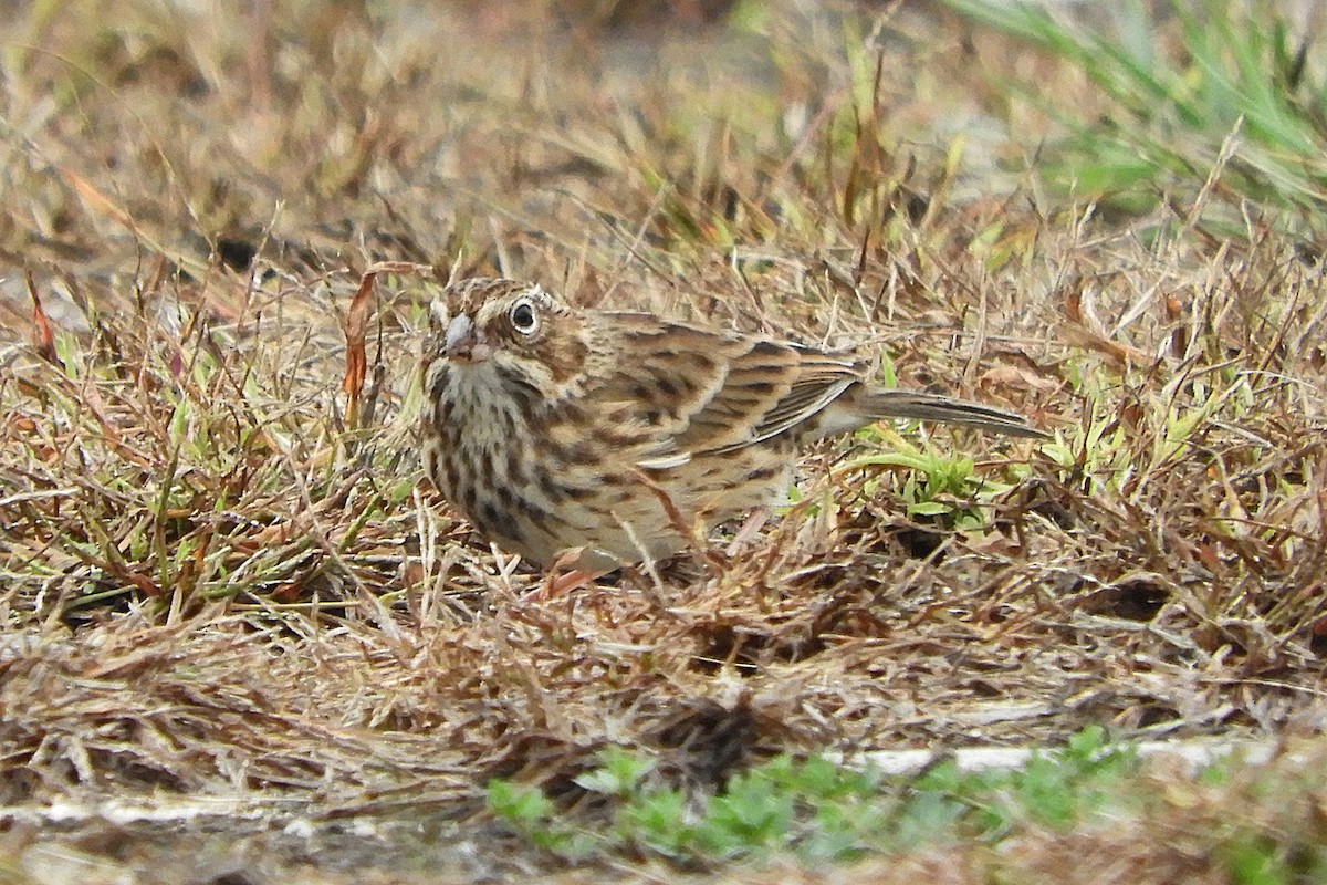 Vesper Sparrow - ML185000681