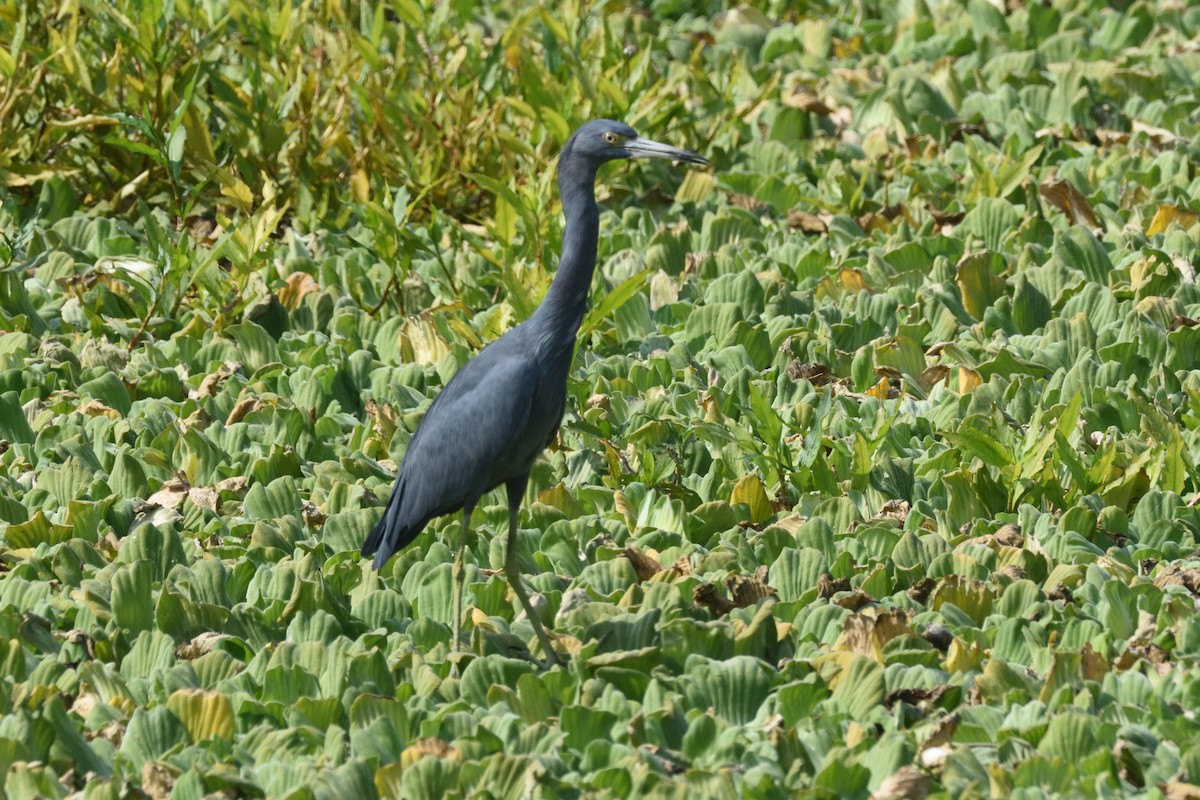 Little Blue Heron - ML185001331