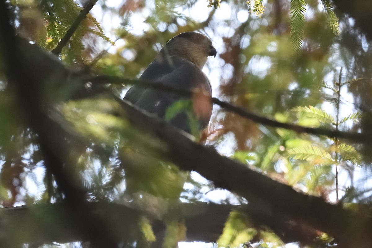 Sharp-shinned Hawk - ML185001421