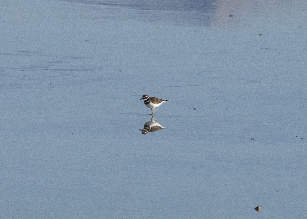 Killdeer - Jason Lott