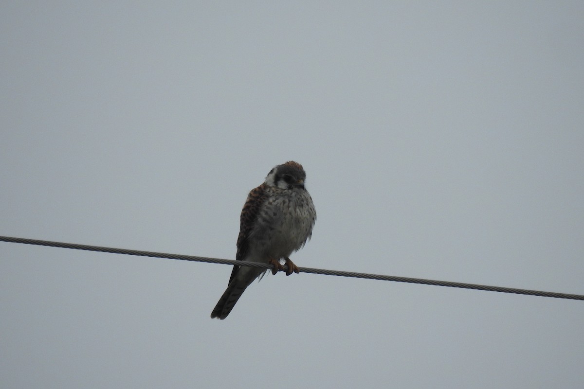 American Kestrel - Mark Canatella