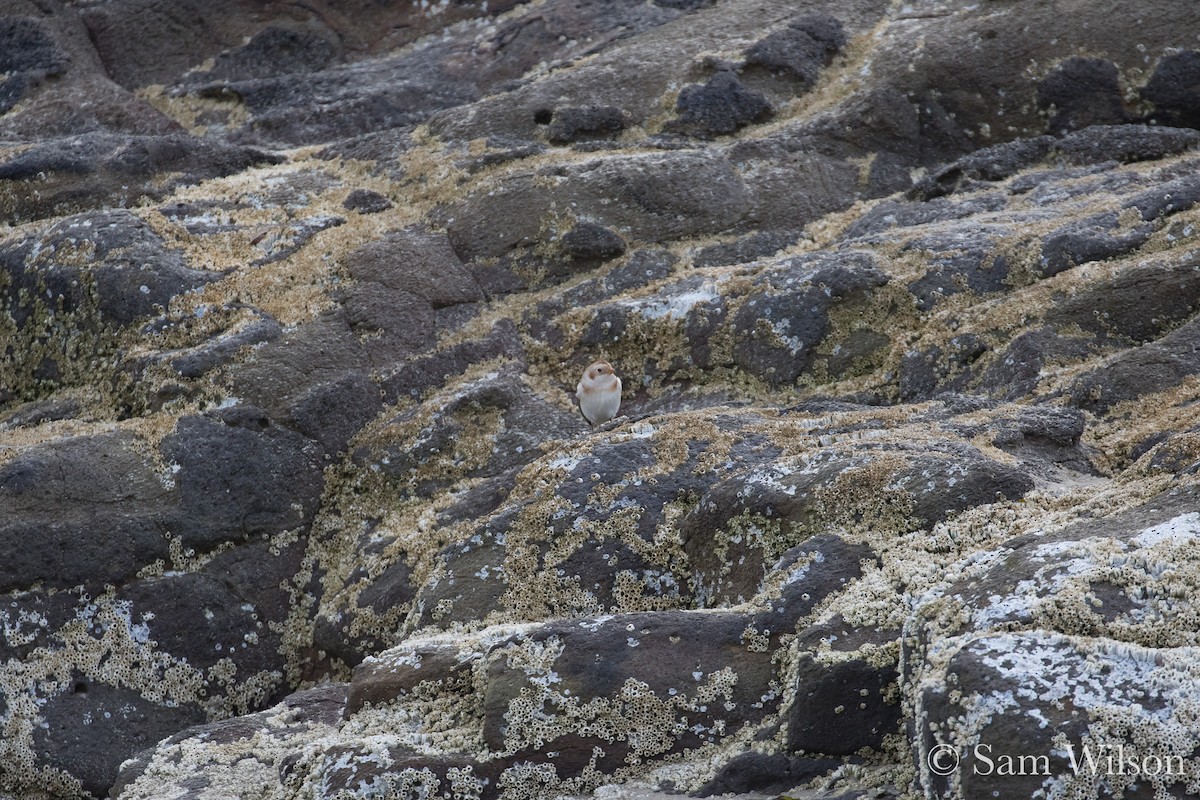 Snow Bunting - Sam Wilson