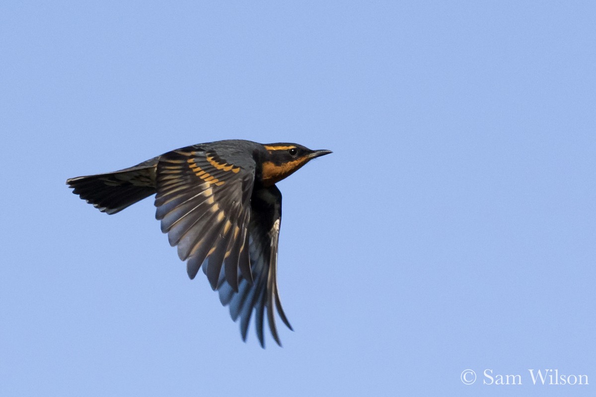 Varied Thrush - ML185007931