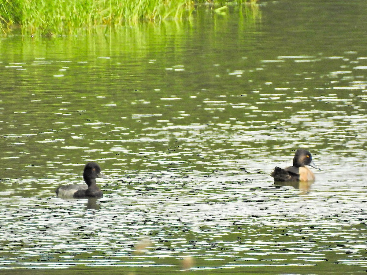 Lesser Scaup - ML185009971