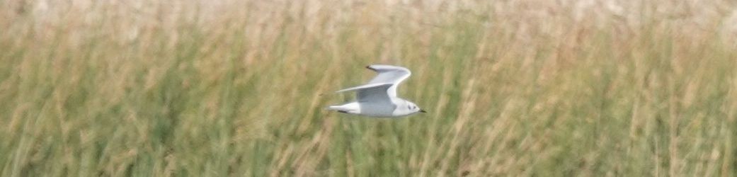 Bonaparte's Gull - ML185010991