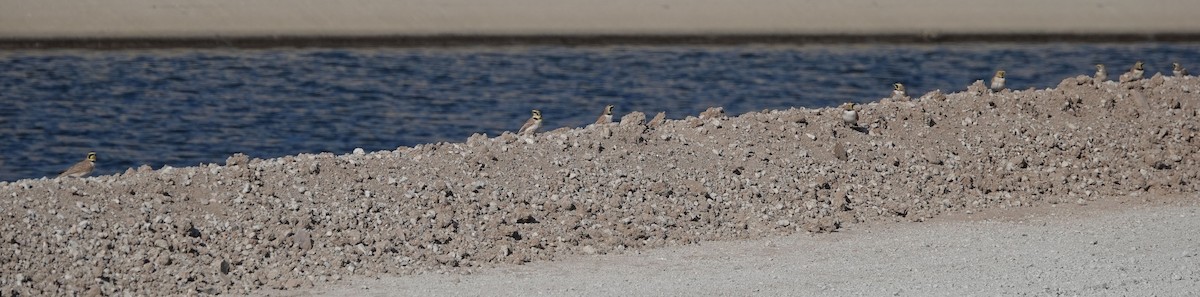 Horned Lark - ML185011531