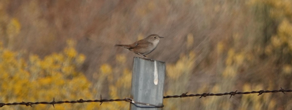 House Wren - ML185011551