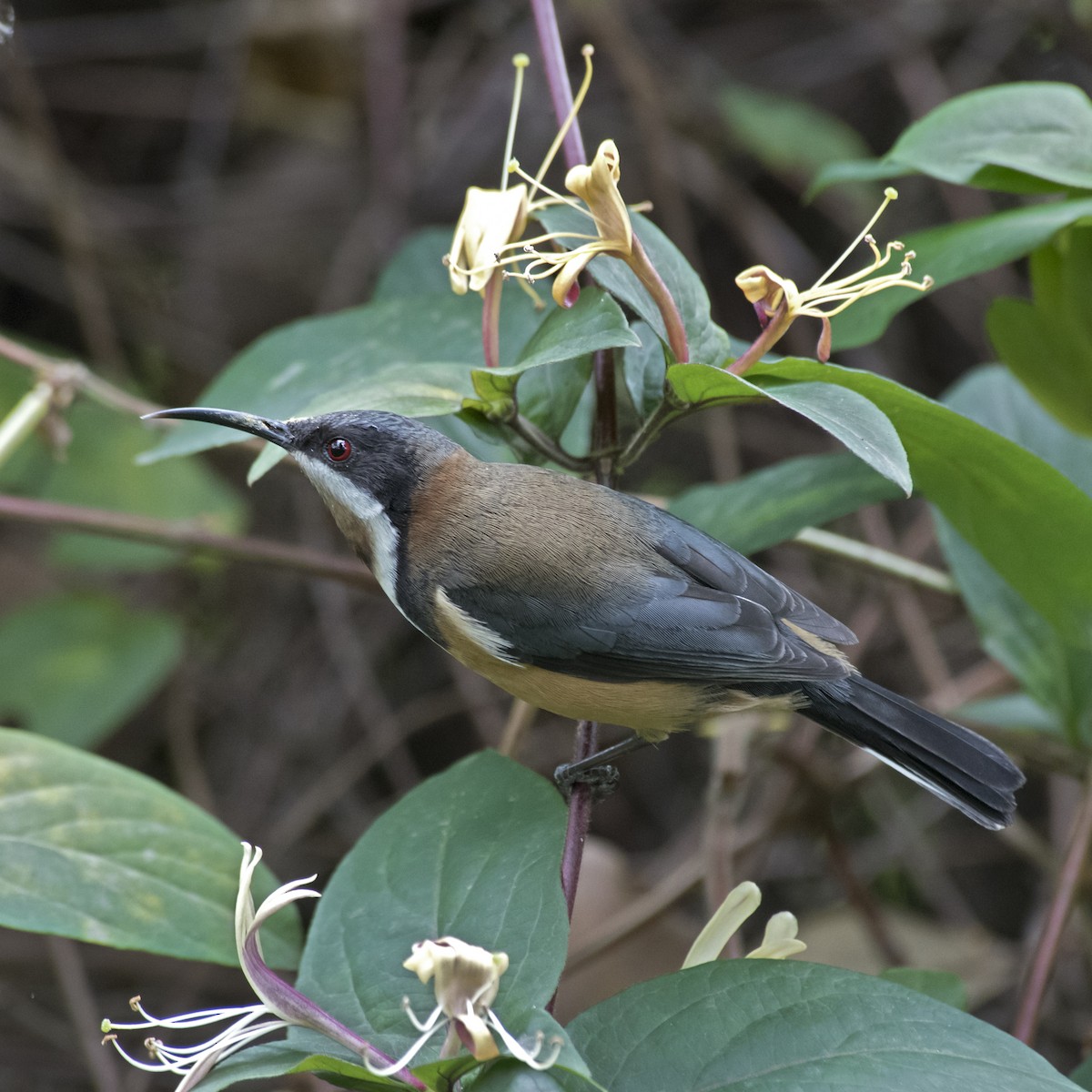 Eastern Spinebill - ML185017081